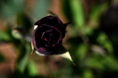Turkey’s famed ‘black roses’ are not truly black, experts say
