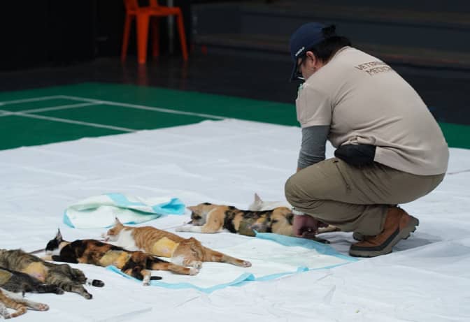 A Biyaya Animal Care team member gently monitors community cats in recovery
following spay/neuter procedures, as part of ongoing efforts to ensure humane and responsible population management.