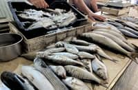 BFAR reports fish kill, red tide