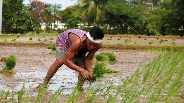 A FARMER bends to plant rice seedlings in a paddy in Bagac, Bataan, helping produce the country’s staple food. The farmgate price of palay has dropped to as low as P8 per kilo in parts of Central Luzon, raising concerns that some farmers may be forced to stop planting rice.