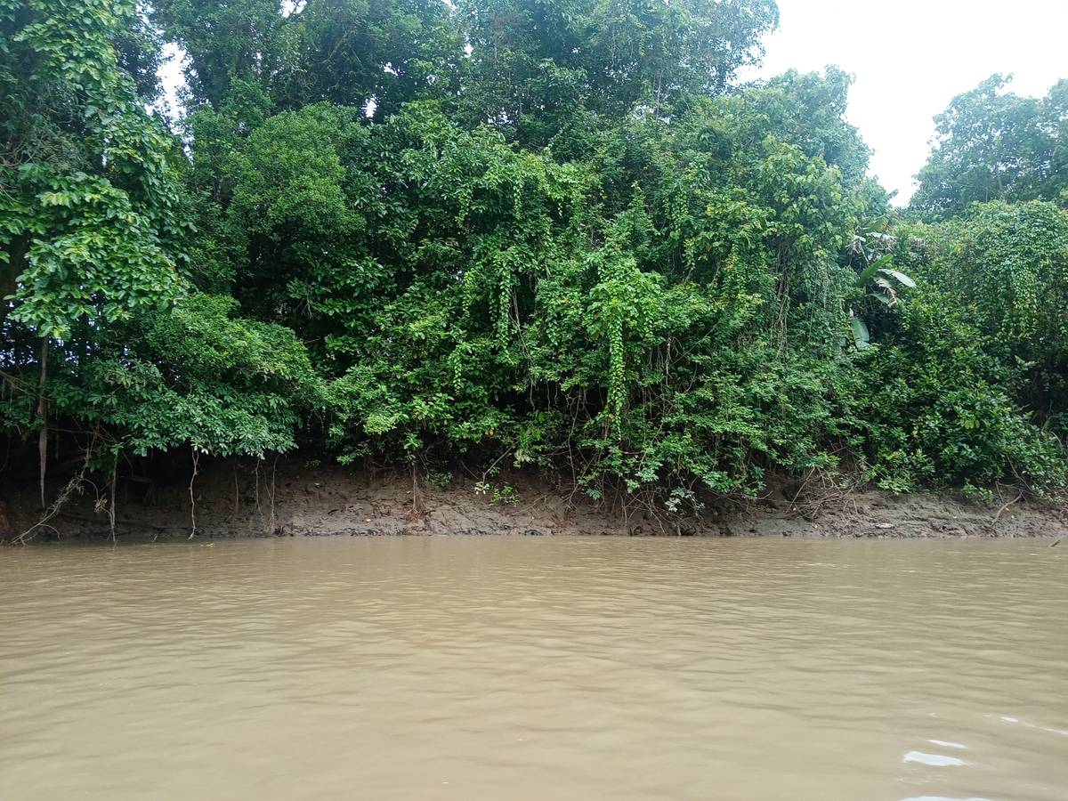 PART of the Agusan Marsh and Wildlife Sanctuary and Agusan River in Barangay San Marcos, Bunawan, Agusan del Sur.