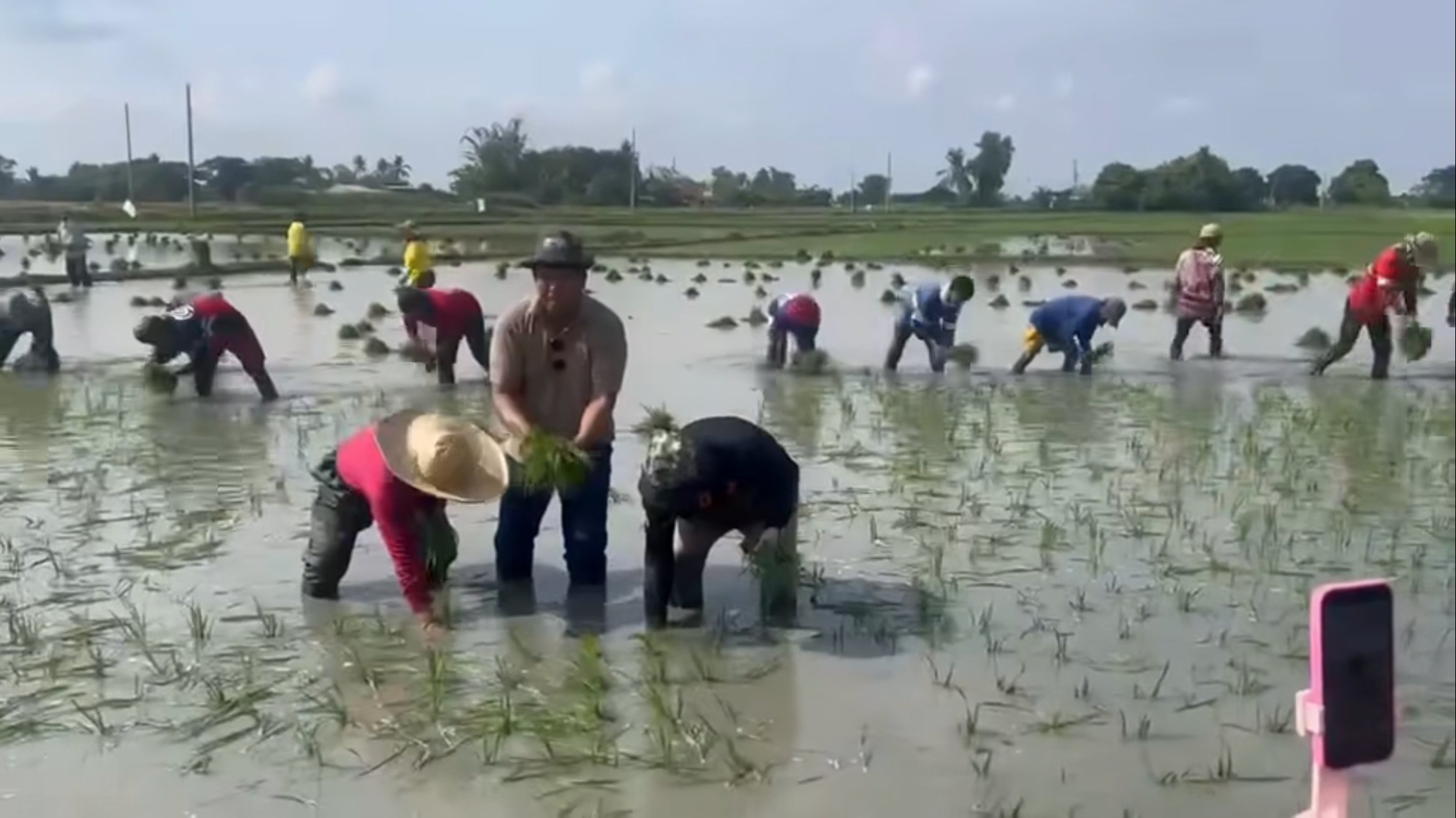 DA chief plants rice with farmers