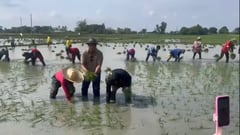 DA chief plants rice with farmers