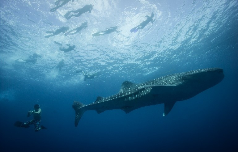 Pintuyan ends whale shark interaction season