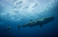 Pintuyan ends whale shark interaction season