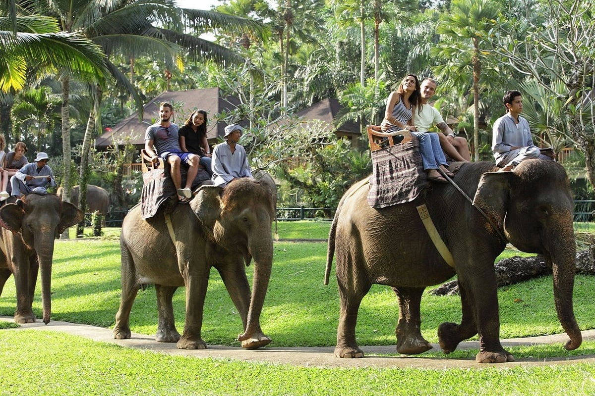NO MORE ELEPHANT RIDES! 