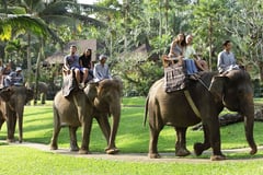 NO MORE ELEPHANT RIDES! 