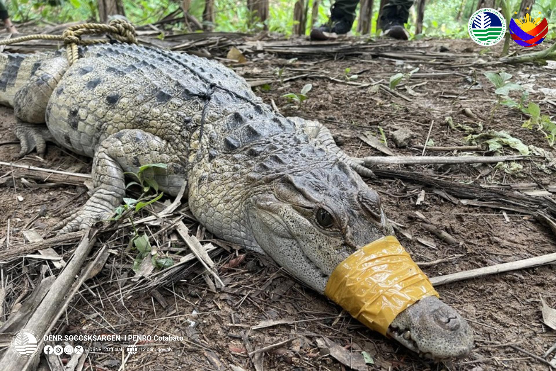 Philippine freshwater crocodile rescued in Kidapawan City