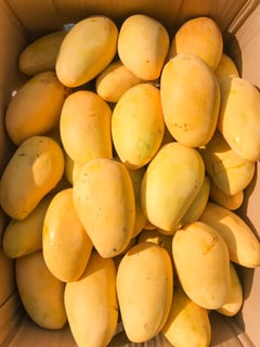 Guimaras mangoes enter European market test