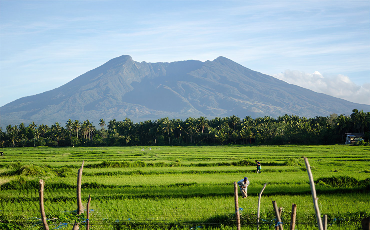 The Mountain and senate Jungle