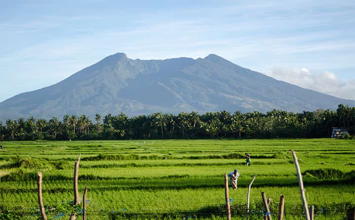 The Mountain and senate Jungle