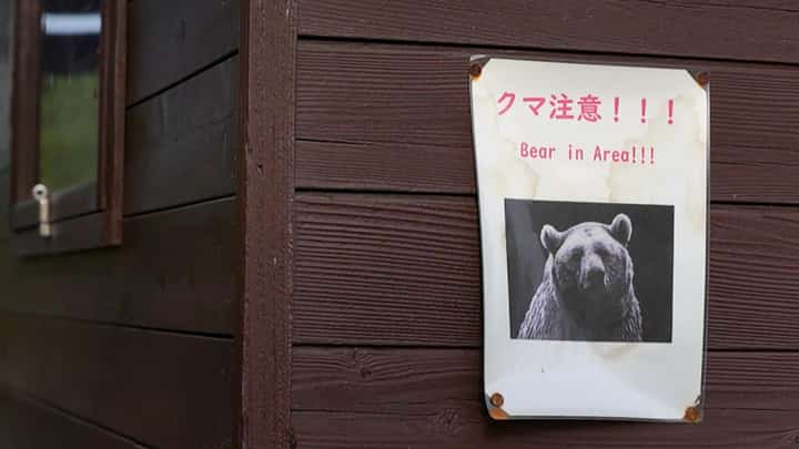 ‘Extremely intelligent’ bear at large after hurting four