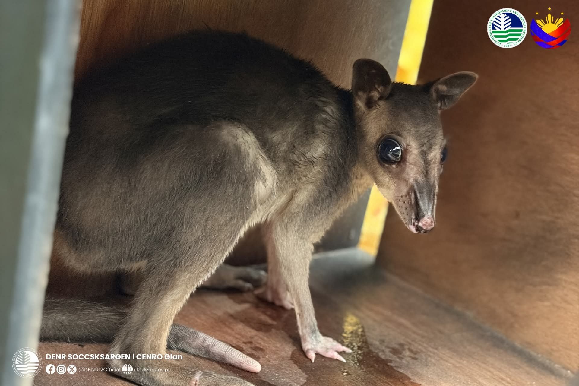 53 wildlife animals rescued in Sarangani