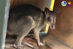 53 wildlife animals rescued in Sarangani