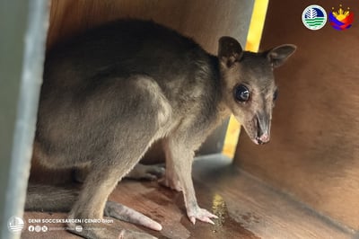 53 wildlife animals rescued in Sarangani