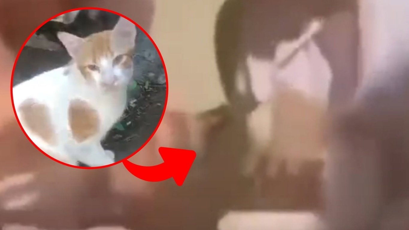 Viral video of church cat triggers outrage