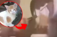Viral video of church cat triggers outrage