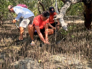 IF, partners enrich mangrove forest 
in Batangas 