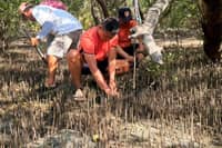 A MEMBER of the Coast Guard Station in Batangas take part in the IF mangrove planting event in Barangay Binubusan, Lian, Batangas.