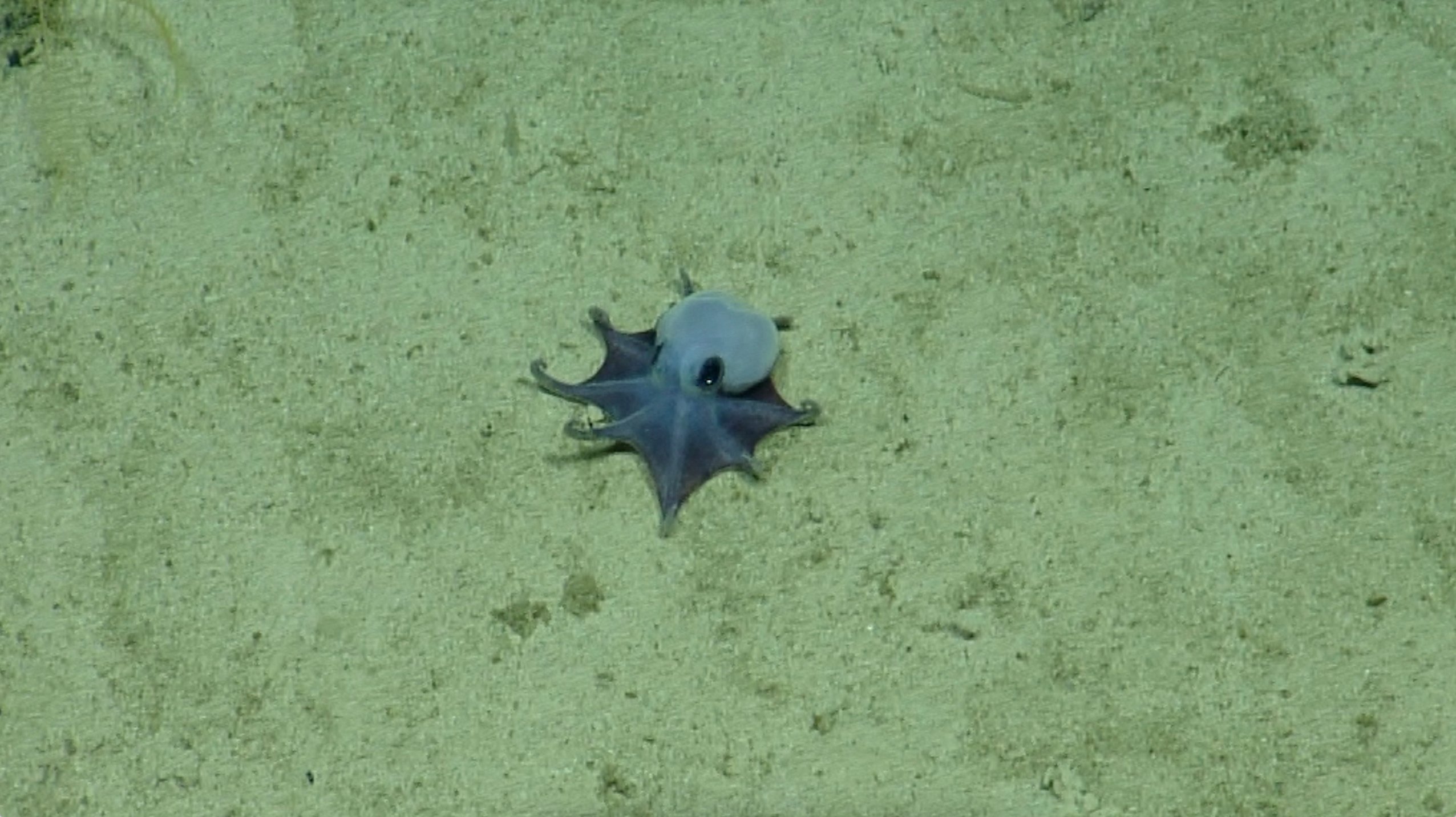 New deep-sea octopus
