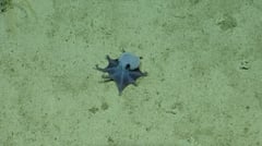 New deep-sea octopus