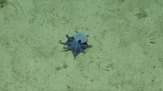 New deep-sea octopus