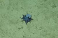 THE newly discovered blue pygmy octopus is no bigger than a golf ball.