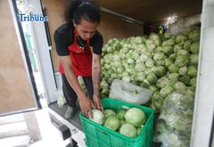 Cabbages from Benguet