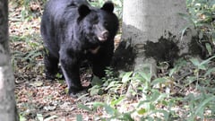 Mass school closures as bear roams streets