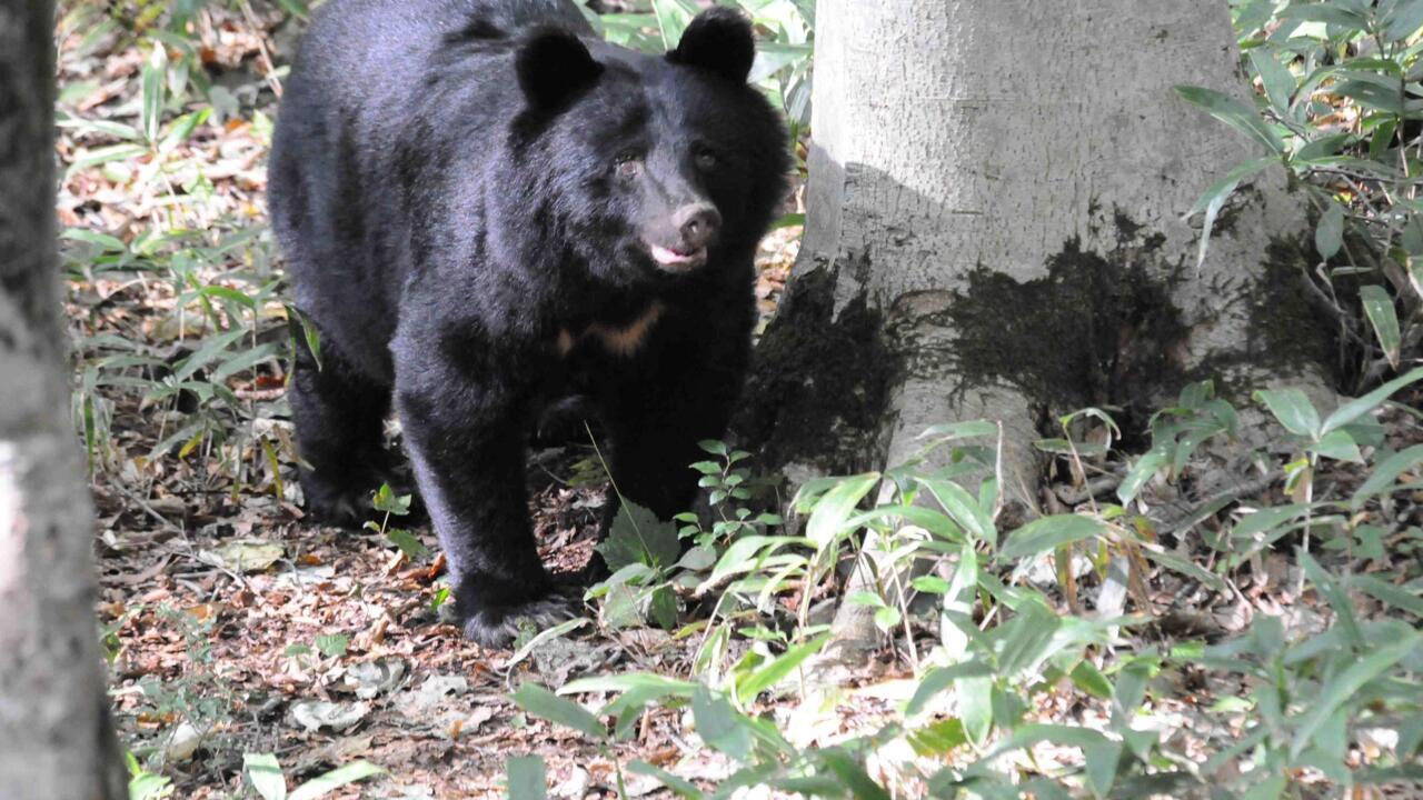 Mass school closures as bear roams streets