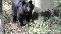 Mass school closures as bear roams streets
