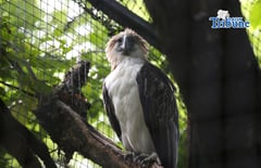 Girlie, the oldest Philippine Eagle 