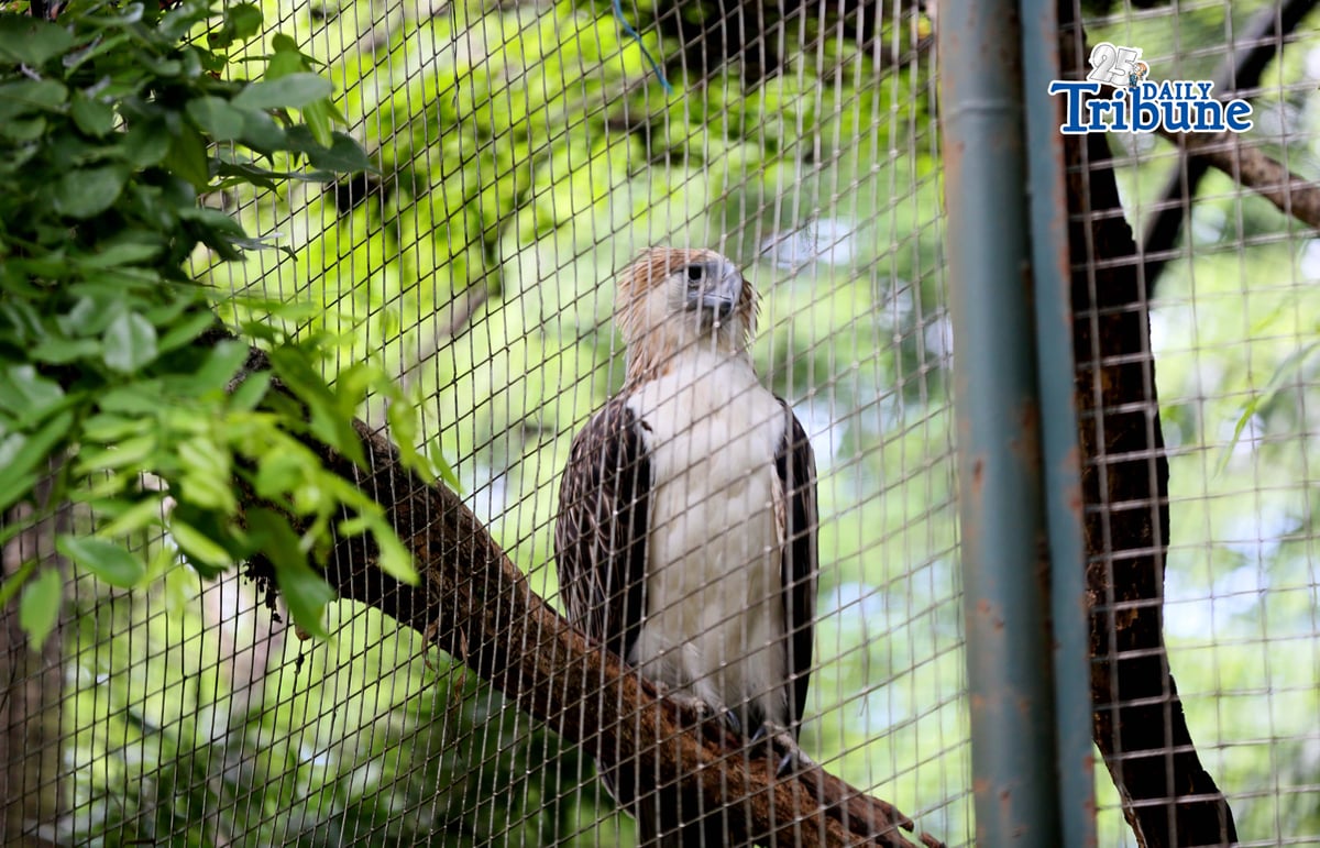 (June 09 2026)  Girlie one of the Philippines most iconic Philippine Eagles the oldest known Philippine eagle in captivity an estimated 46 to 47 years old seen at the cage in Wildlife Park in Quezon City on Tuesday June 9 2026, Girlie recently received symbolic Senior Citizen and PWD identification cards from the Quezon City government. The tribute aims to raise awareness about the conservation of the critically endangered national bird and highlight the importance of protecting Philippine eagles and their habitats for future generations. Photo/Analy Labor