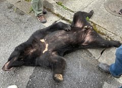 Roaming bear caught