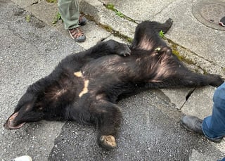 Roaming bear caught