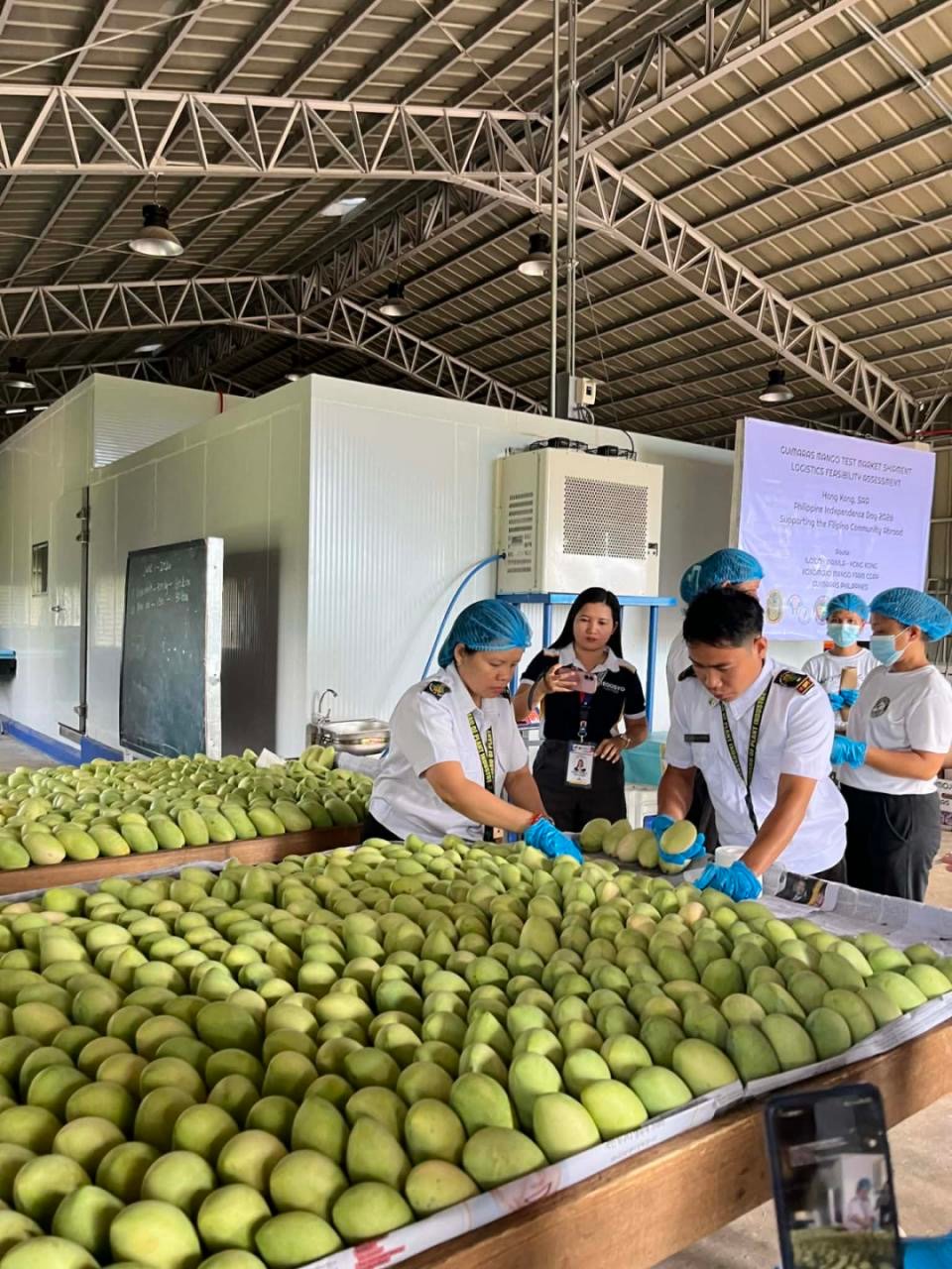 Guimaras mangoes eye European market expansion