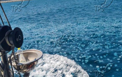 DoT-7 issues jellyfish safety advisory