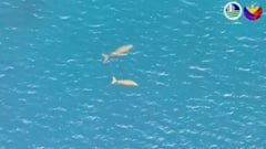 Dead dugong found off Sarangani coast after powerful quake