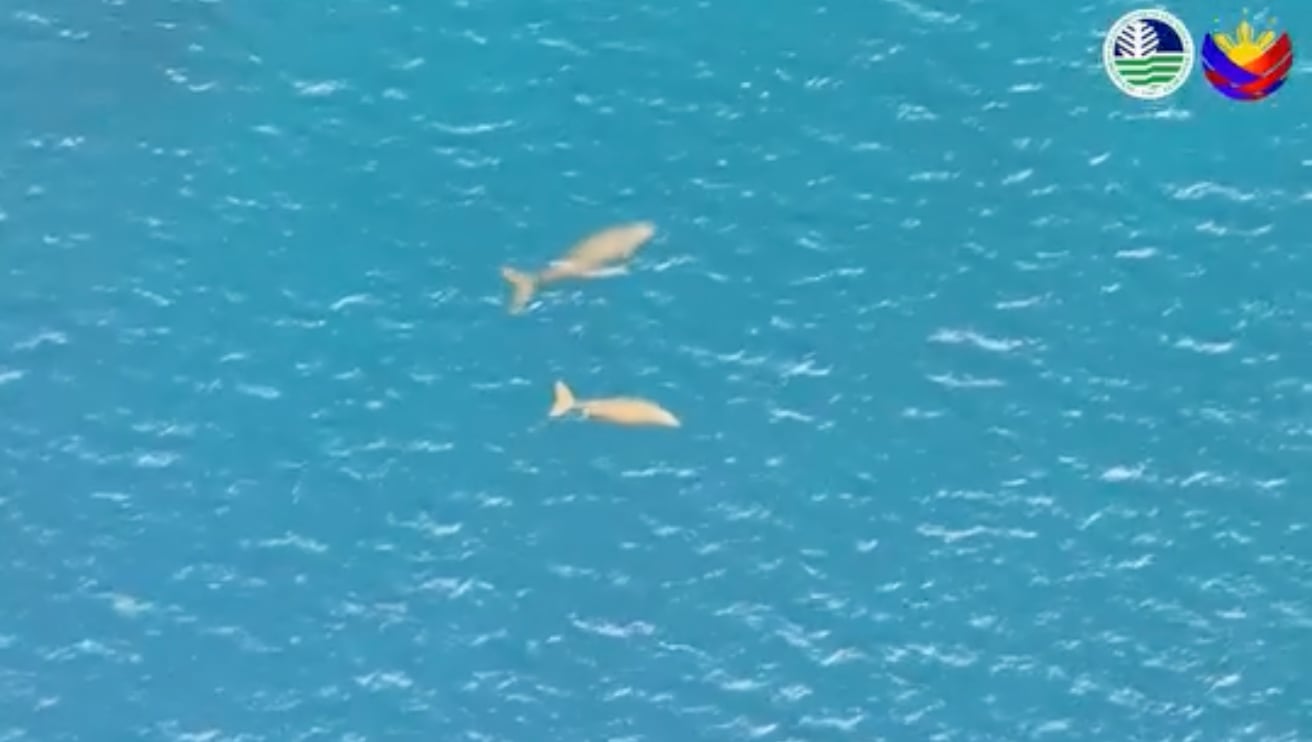 Dead dugong found off Sarangani coast after powerful quake
