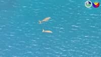 Dead dugong found off Sarangani coast after powerful quake