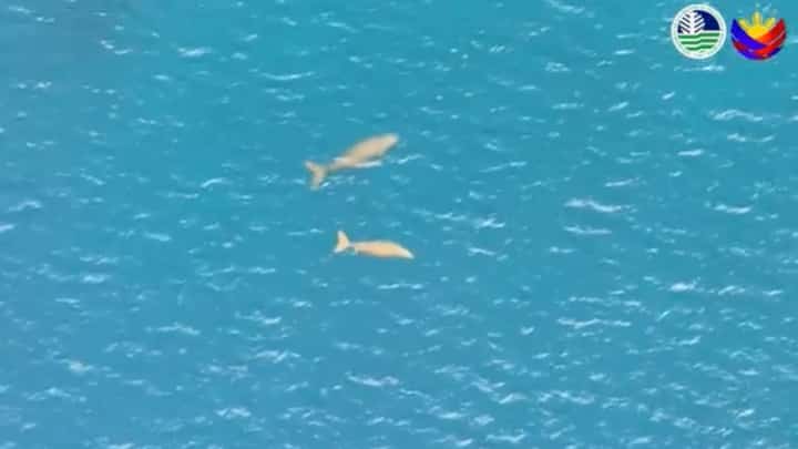 Dead dugong found off Sarangani coast after powerful quake