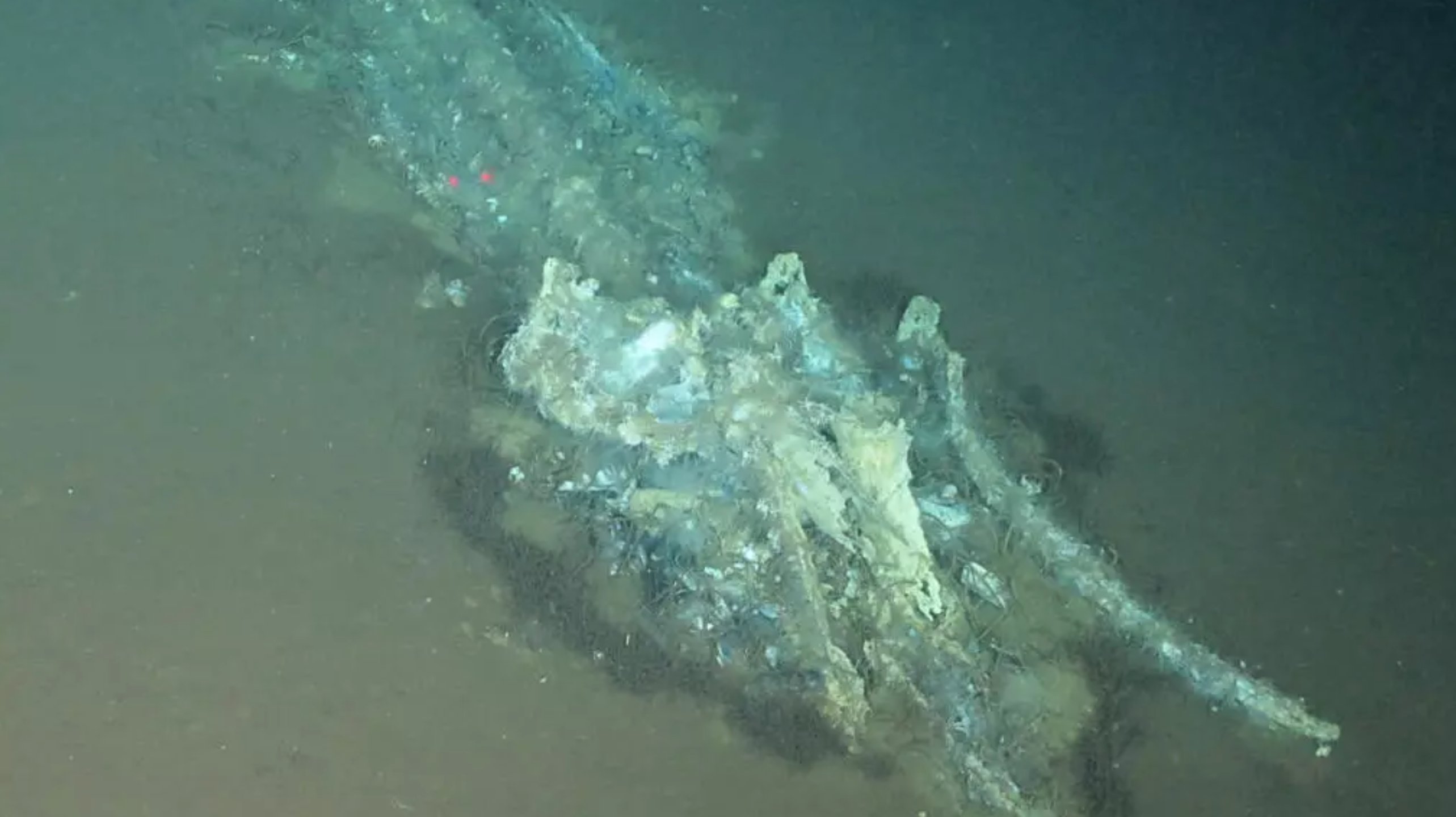 World’s largest whale graveyard discovered 