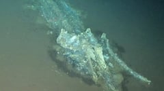 World’s largest whale graveyard discovered 
