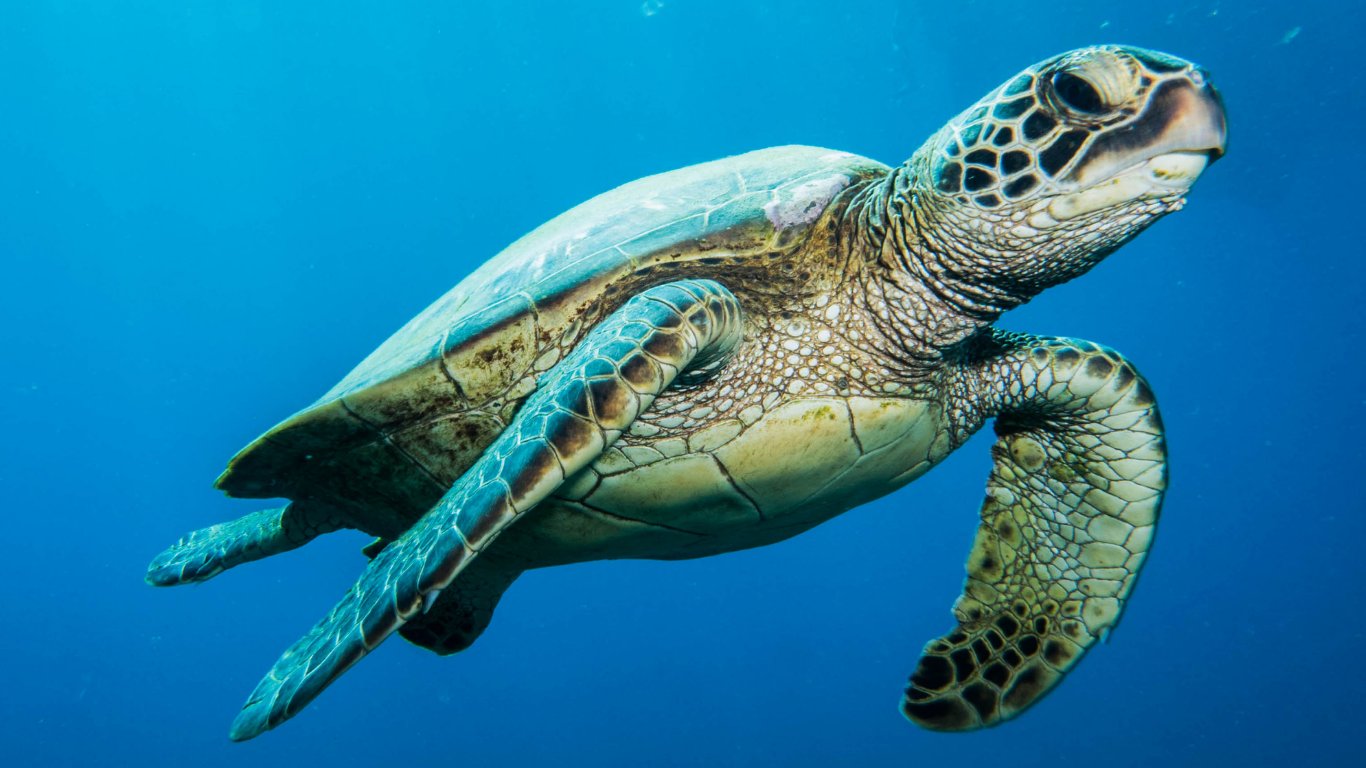 Turtles, fish’ mapping coastline, stealing marine data