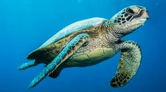 Turtles, fish’ mapping coastline, stealing marine data