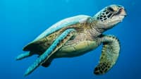 Turtles, fish’ mapping coastline, stealing marine data