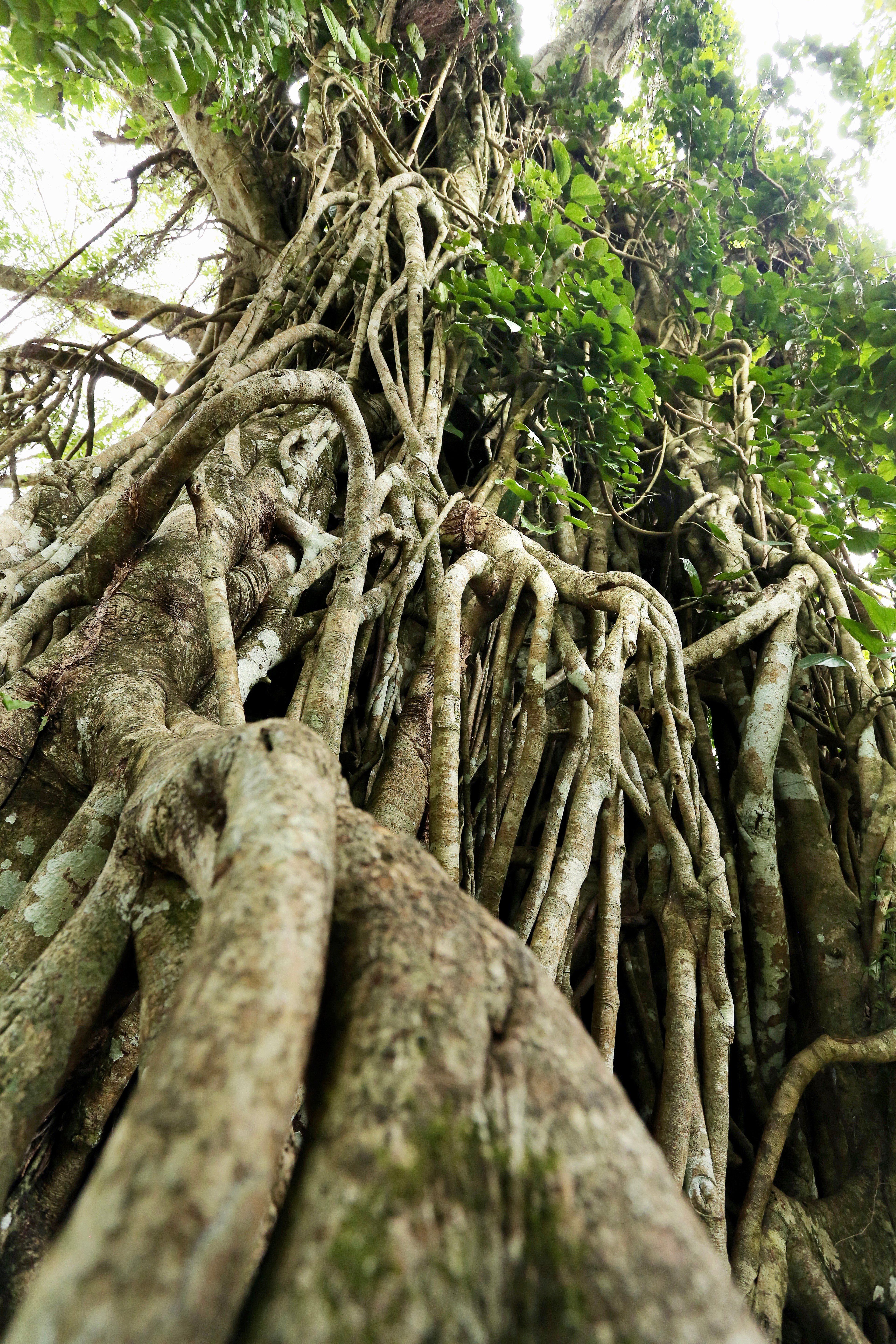 ANCIENT roots and whispered beliefs continue to shape the way we experience nature.
