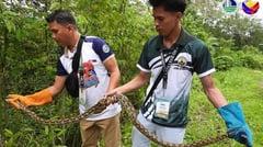 Rescued Reticulated Python Freed 