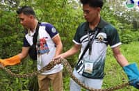 Rescued Reticulated Python Freed