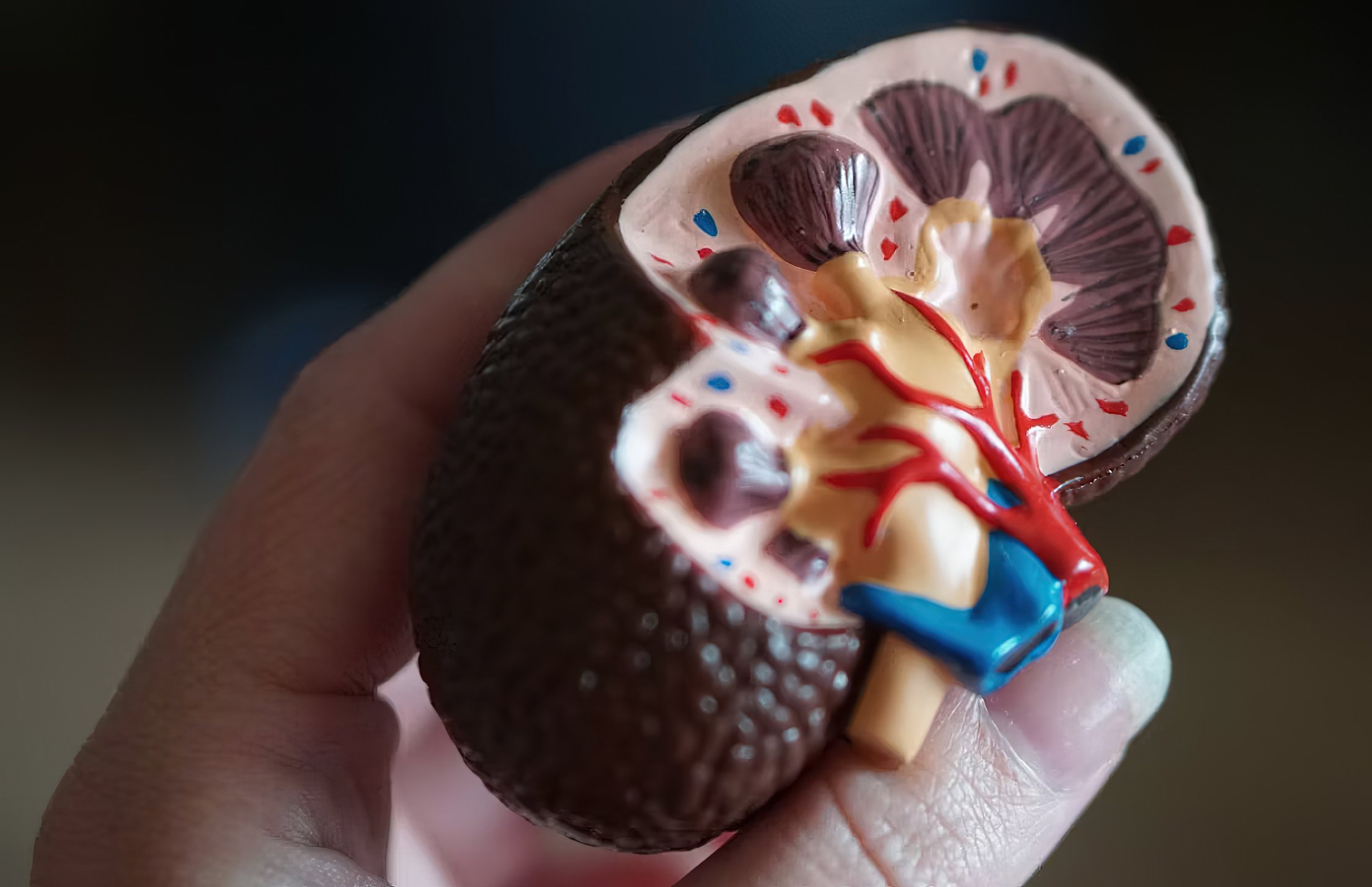 Early kidney disease detection a big help to society — doctor